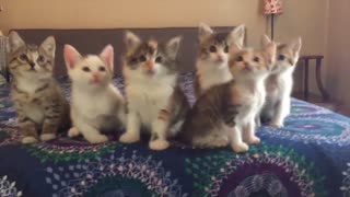 Gatitos mueven la cabeza adorablemente en sincronía