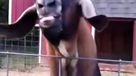 Goat Funny Reaction