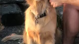 Smiling Golden Retriever Gets All The Love