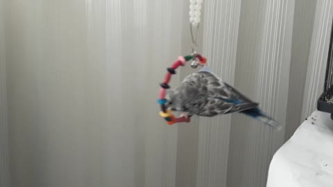 Little budgie like to make himself spin