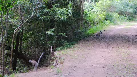 Crazy and funny Squirrels and monkeys in the forest