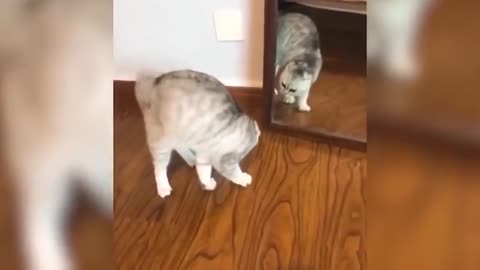 Funny scaredy cats compilation