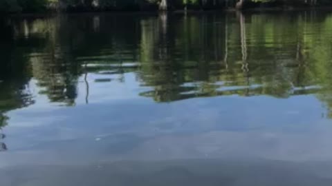 Manatee encounter, inflatable challenger kayak