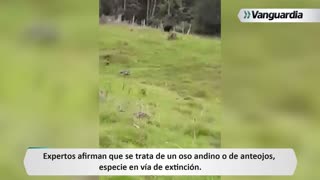 Avistan oso de anteojos en Santander