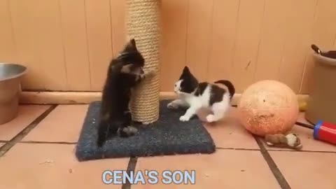 When your cat is John Cena, funny animal video
