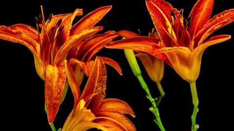 Pleasing Time Lapse Video of Flowers Blooming.