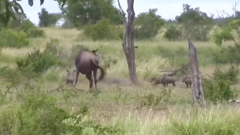 The best Battle Of the Animals World Harsh Life Of Wild animals . Lion. Buffalo. Part 6