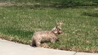 Dog with Antlers Makes Owner Do Double Take