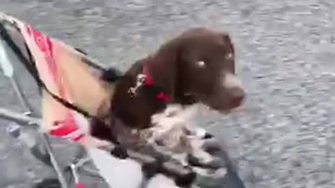 Tired puppy gets pushed in baby stroller
