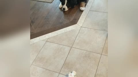 Puppy introduced to toy pig, becomes best friends with it