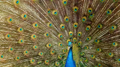 Unbelievable Stunning Clarity - Bird Closeups