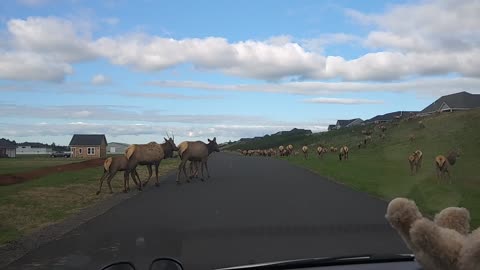 So many Elk