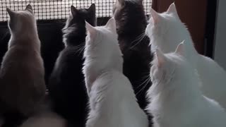 Cats whenever its delivery day