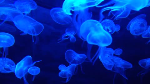 Blue jellyfish 😍😍