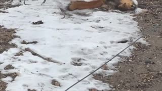 Squirrel Trying to Stop an Aggressive Weasel