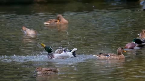 Beautiful ducks 🦆