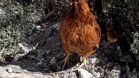 Random chicken