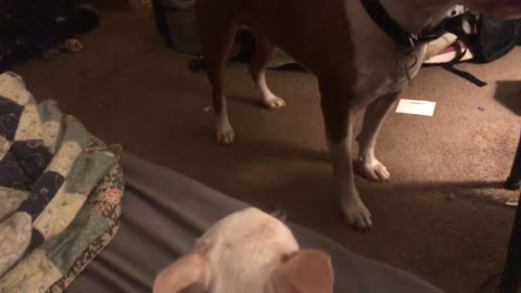 Pitbull Steals Peanut Butter