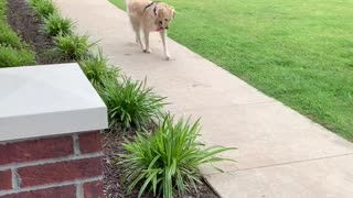 Golden Retriever Takes Herself for A Walk