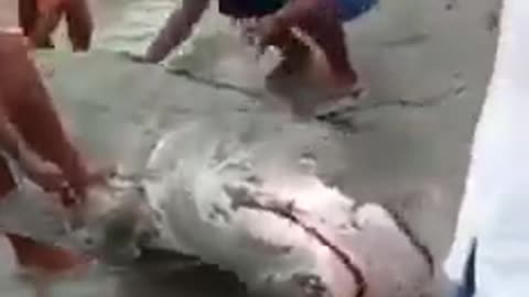 saving a shark on the beach