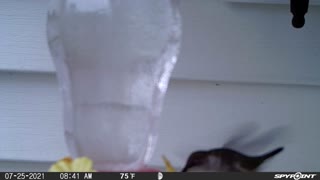 Hummingbird feeder cam 1
