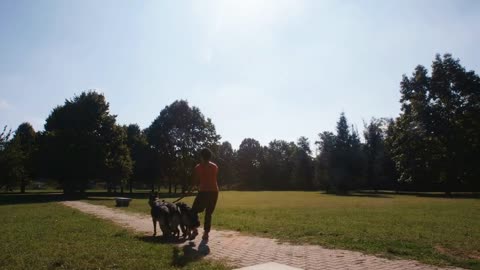 People, pets, dog sitter with alsatian dogs in park