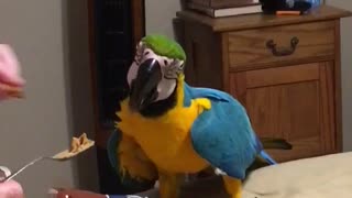 Parrot very vocal about love of peanut butter