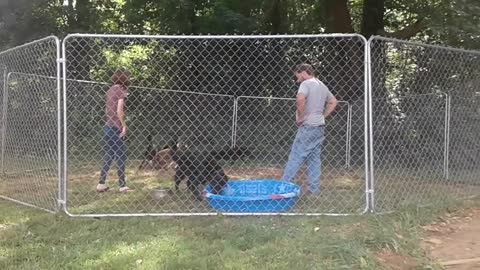 New Pool for the New Puppies - June 2018 ~ part 1
