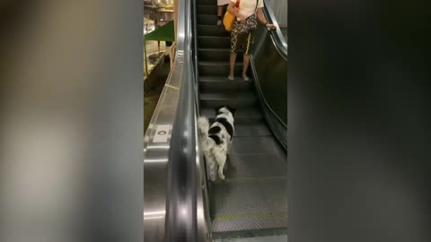 How a dog walks up the stairs