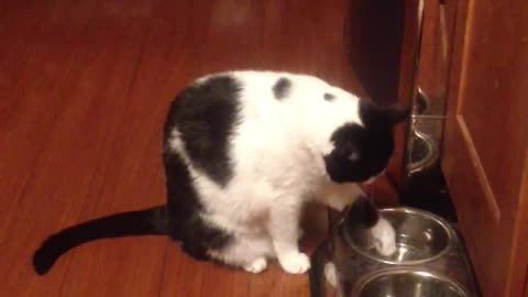 Waylon our cat drinking water