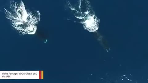 Drone footage shows whales facilitating exfoliation by rubbing against rocks
