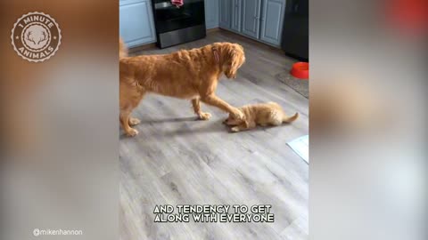 golden Retrivier