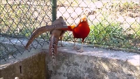 Beautiful Golden Pheasants and Wading Birds _ funny