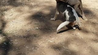 Tails & Dust. Watch these puppies living in the moment.