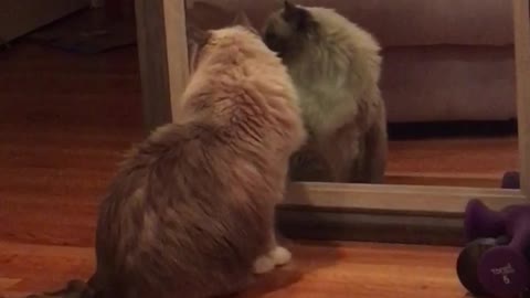 Fluffy kitty admires himself in the mirror