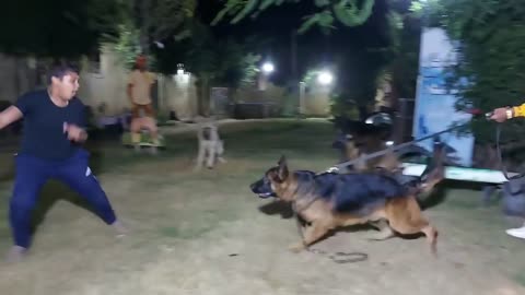 Training strong dogs to attack and defend