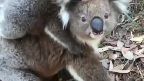 Cute Koala ! 😍😍