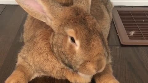 Rabbit & Guinea pig Twining