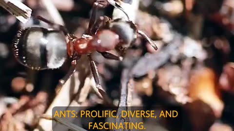 Are Ants Earth's Most Dominant Species?