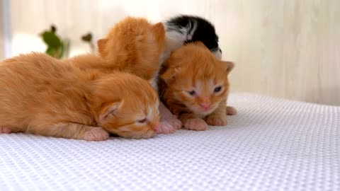 Newborn Fluffy Kittens
