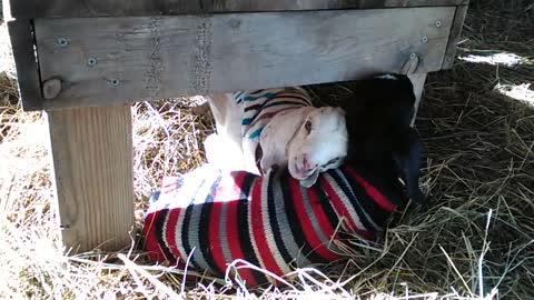 Baby goats express their love by snuggling together