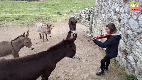 Violin harmony with a DONKEY OMG!