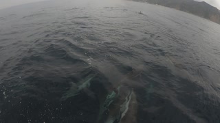 Pod of Dolphin Entertain Ladies on Front of Boat