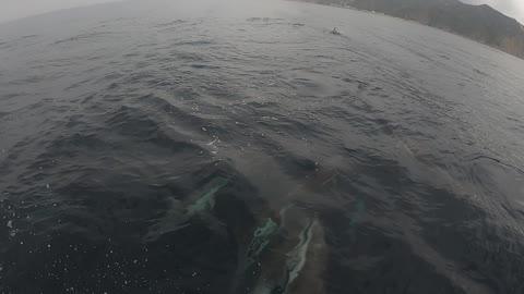 Pod of Dolphin Entertain Ladies on Front of Boat