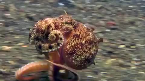 Octopus uses tentacles as legs
