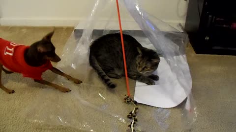 Dog attempts to defeat trapped cat