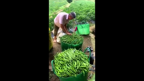 Chili harvest season