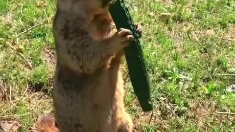 Cucumber Crunch Time: Bobak Marmot's Delightful Snack