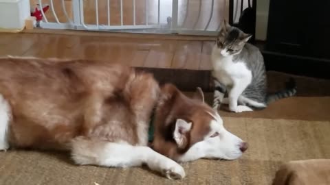 Cat bullies Husky