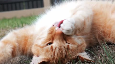 Close up video of a cat lying on the grass,,,